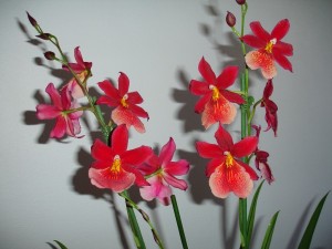 rDSC03973